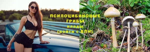 прущие грибы Вяземский